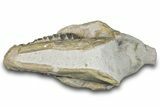 Fossil Oreodont (Merycoidodon) Skull - South Dakota #285132-6